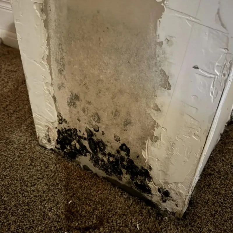Professional Mold Removal in Washburn, IL